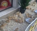 Τρίπολη: Ζωντανά κοτοπουλάκια ντεκόρ σε ζαχαροπλαστείο